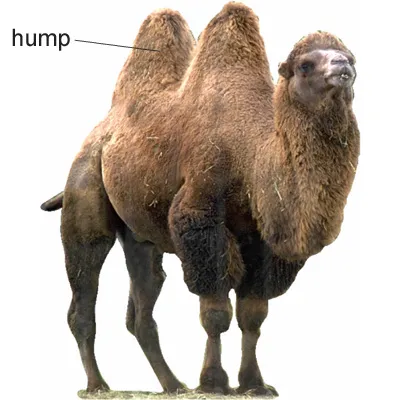 Illustration hump - Image 2