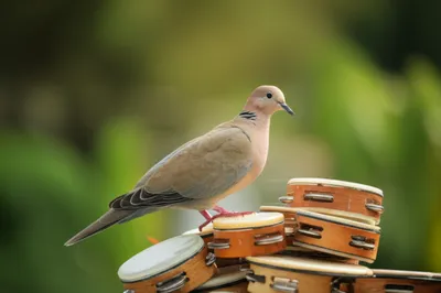 Illustration tambourines - Image 1