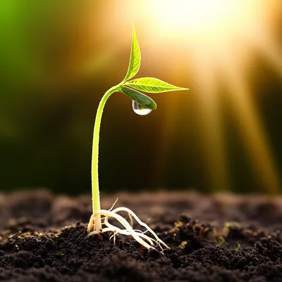 Illustration started - Image 1