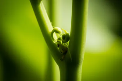 Illustration buds - Image 1