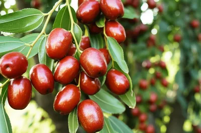 Illustration jujubes - Image 1