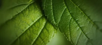 Illustration sutures - Image 1