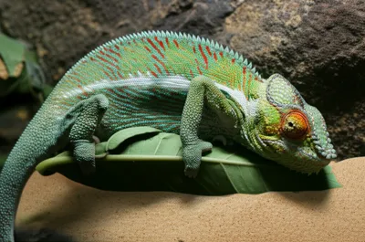 Illustration adaptations