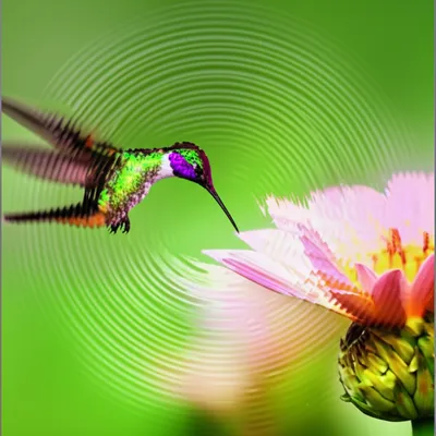 Illustration trills - Image 1