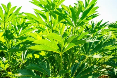 Illustration cannabis