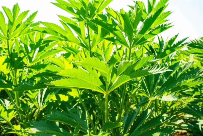 Visuelle Darstellung für das Wort „cannabis" - Hanf