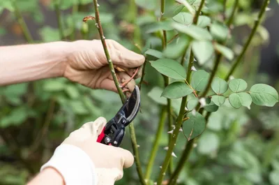 Illustration bate - Image 1