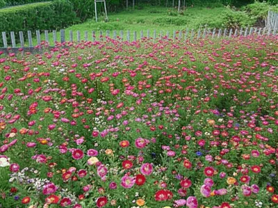 Illustration overrunning - Image 1