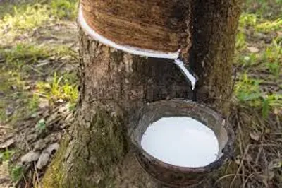 Illustration latex - Image 2