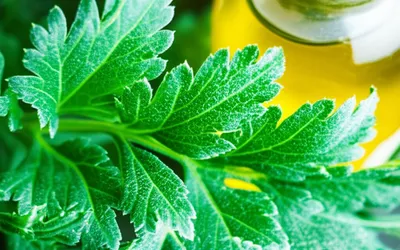 Illustration wormwood