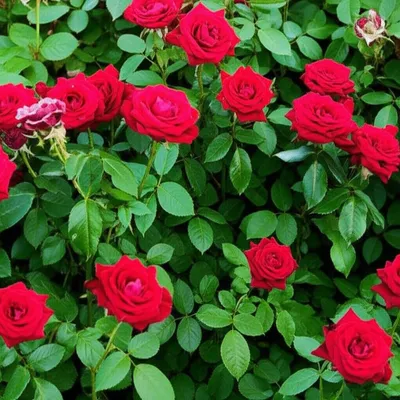 Illustration sicknesses - Image 1