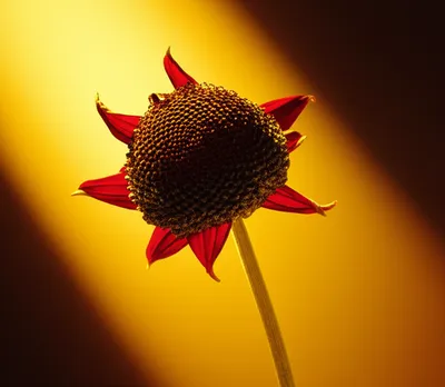 Illustration regeneration - Image 1