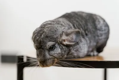 Illustration chinchillas - Image 2