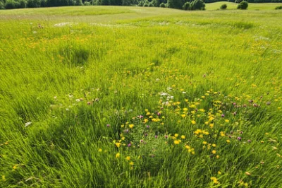 Illustration meadows