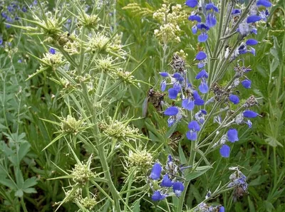 Illustration skunk - Image 1