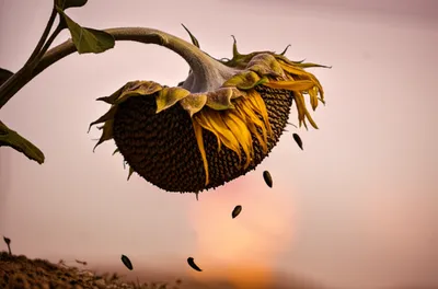 Illustration shoots - Image 1