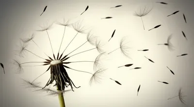 Illustration disperses - Image 1