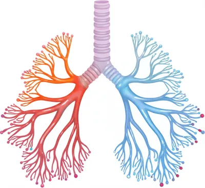 Illustration bronchioles