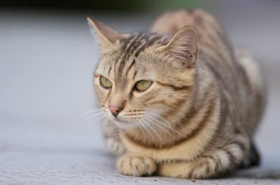 Illustration cat - Image 1