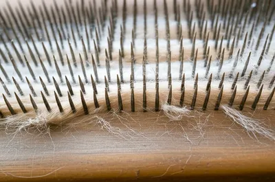 Illustration heckle - Image 1