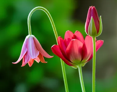 Illustration weakened - Image 1