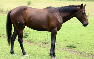 Illustration hips - Image 1