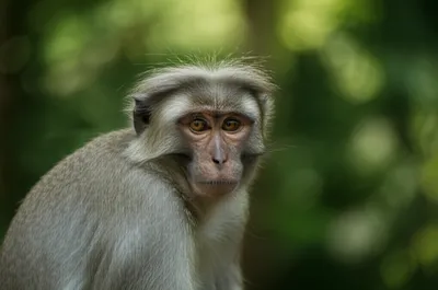 Illustration entellus