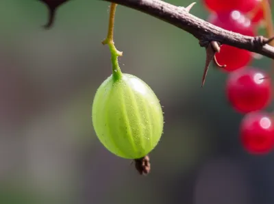 Illustration gooseberries