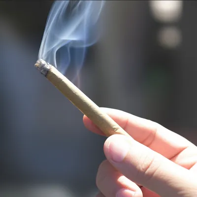 Illustration jay - Image 1