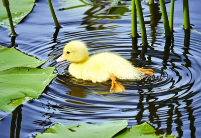 Illustration webbed - Image 1