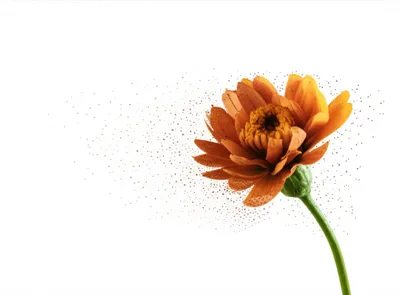 Illustration perishes