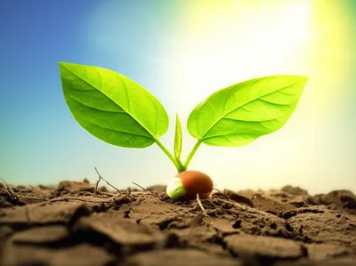 Illustration priming - Image 1