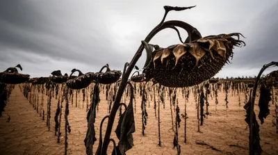 Illustration blighted - Image 1