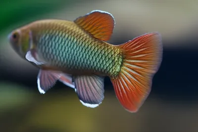 Illustration tailfin