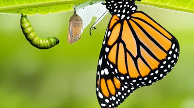 Illustration throw - Image 1