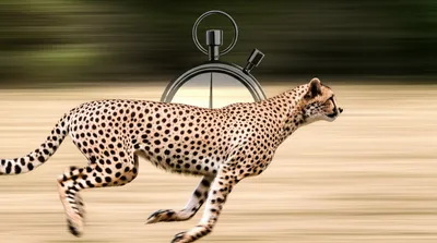 Illustration expeditious