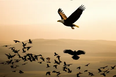 Illustration prerogatives - Image 1