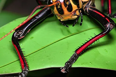 Illustration mandible - Image 1