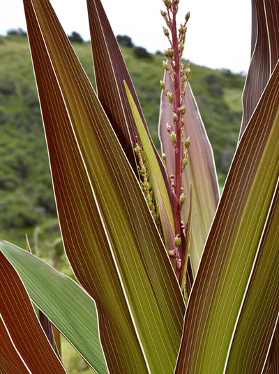 Illustration phormium