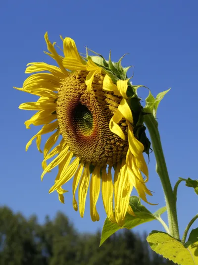 Illustration recovering - Image 1