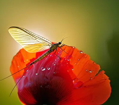 Illustration ephemeral - Image 1