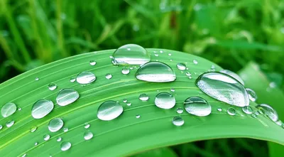 Illustration dew - Image 1