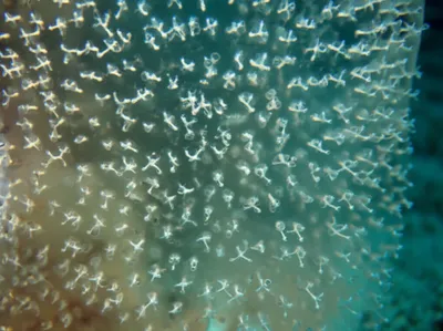 Illustration anchor - Image 1