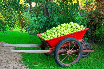 Illustration wheelbarrows