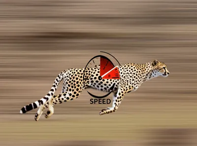 Illustration rates - Image 1