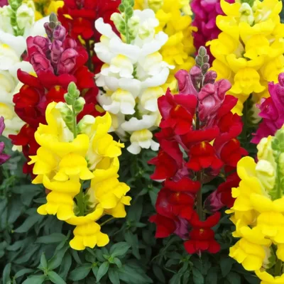 Illustration snapdragons