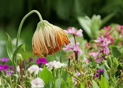 Illustration deluding - Image 1