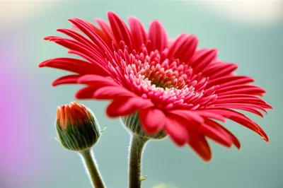 Illustration prolific - Image 1