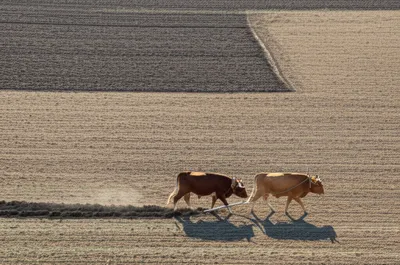 Illustration acres - Image 1