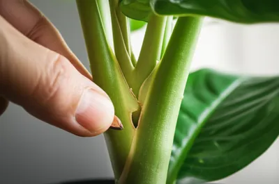 Illustration infixes - Image 1